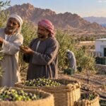 مزارعون يفحصون ثمار الزيتون في بستان مستدام بجنوب سيناء
